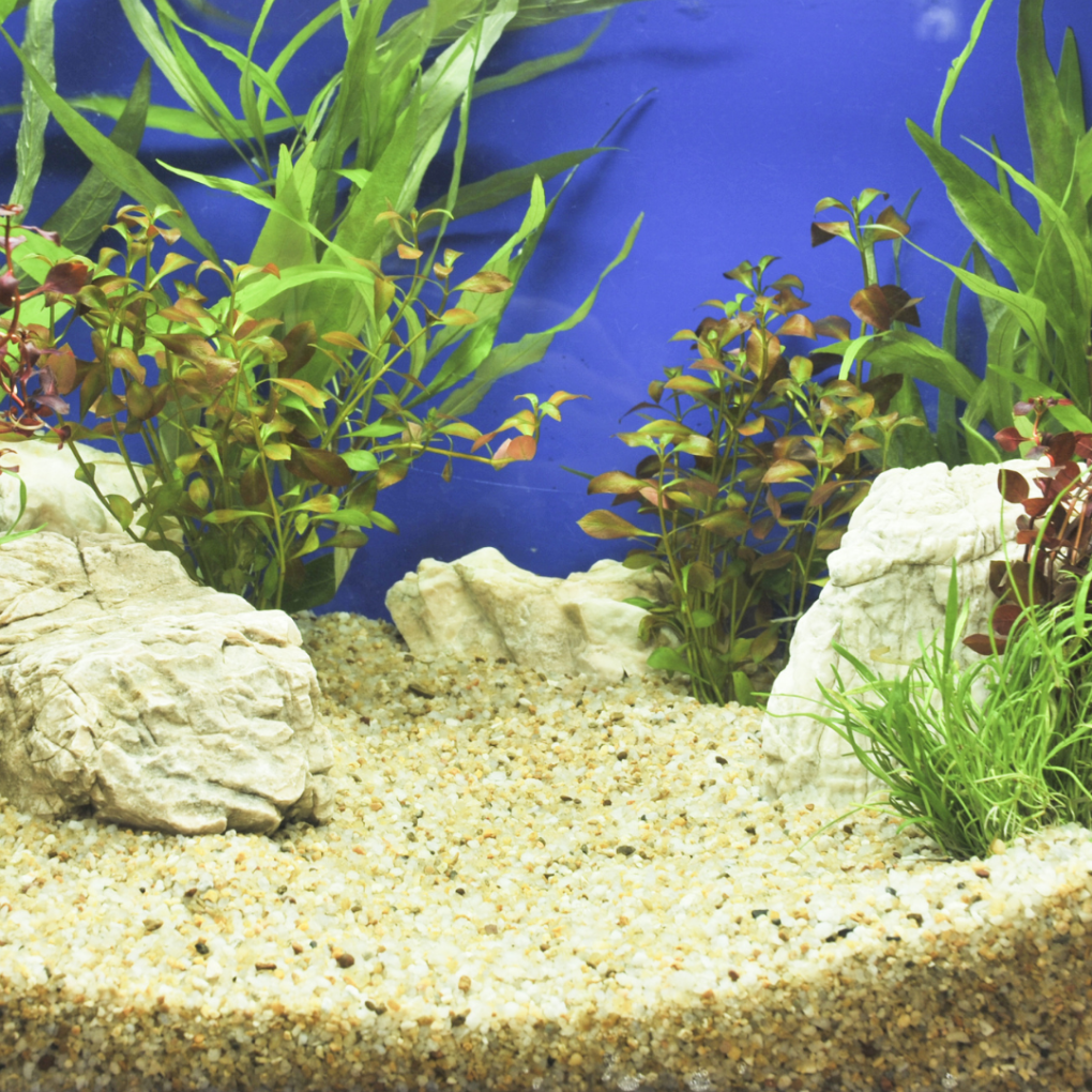 How to Change Aquarium Gravel StepbyStep Guide HomeTanks