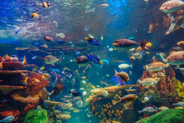 How Long Do Aquariums Last: Acrylic vs. Glass