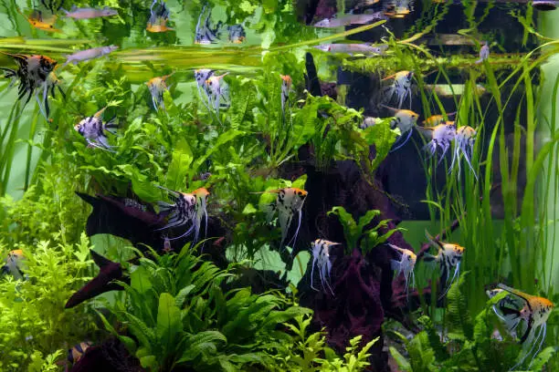 Can You Have Too Much Filtration in an Aquarium?