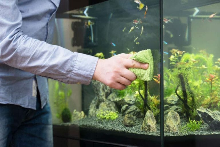 How Often Do Aquariums Leak? Causes, Solutions & Prevention! HomeTanks