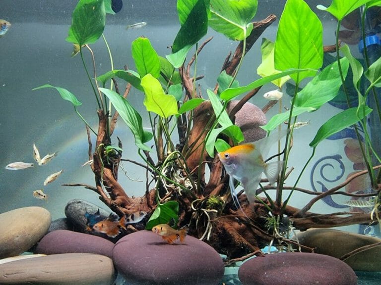 The Best Aquarium Driftwood Alternatives
