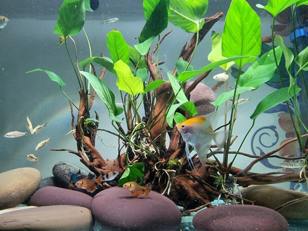The Best Aquarium Driftwood Alternatives HomeTanks