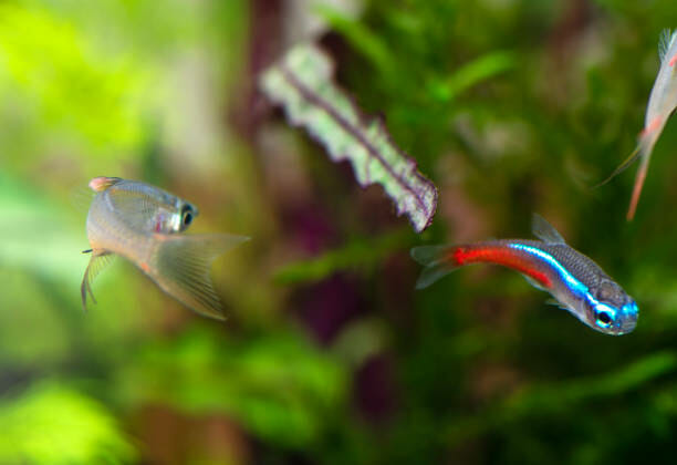 How Much to Feed Neon Tetra: Quantity, Tips & Tricks