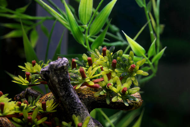 How to Anchor Driftwood in Aquarium: 10 Best Practices