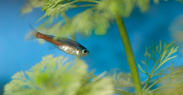 How Much to Feed Neon Tetra: Quantity, Tips & Tricks