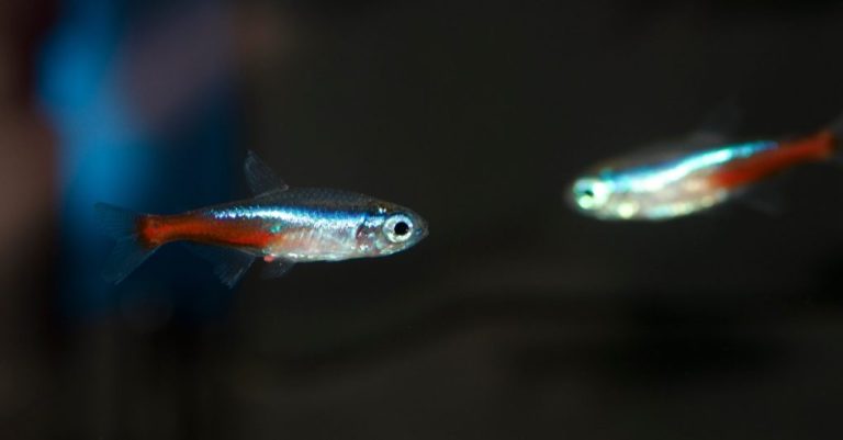 How Big Do Neon Tetras Grow: Size and Factors