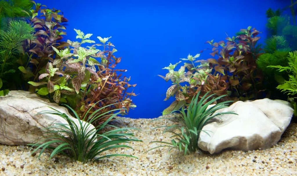 How Much Aquarium Sand per Gallon The Ultimate Guide to Adding Sand in