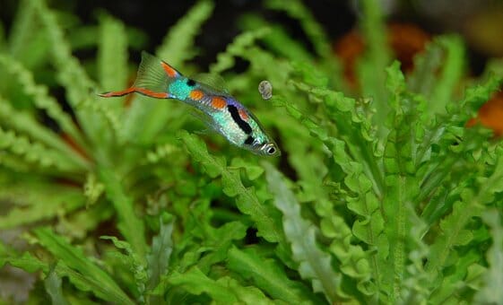 How Long Does Guppy Fish Live: Factors to Consider