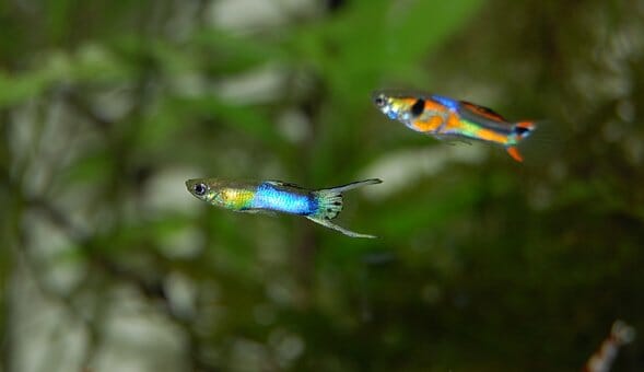 Do Guppy Fish Need a Heater: Reasons & Recommendations