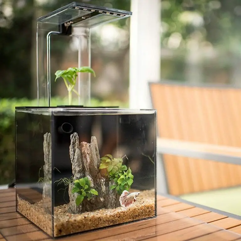 How to Make a Self-Sustaining Aquarium: Step-by-Step Process