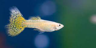Do Guppies Eat Algae: Types, Benefits, and Limitations