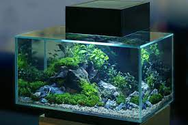 How to Build an Acrylic Aquarium: Materials and Instructions