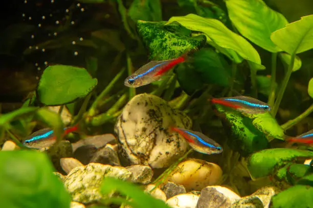 Are Neon Tetras Hardy: Why and Tankmates to Consider