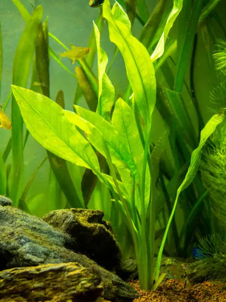 How to Anchor Aquarium Plants: Steps and Tips