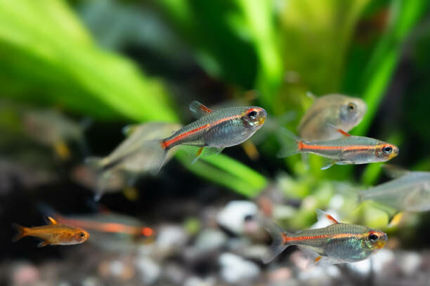 10 Interesting Types of Neon Tetra