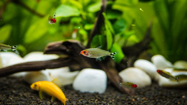 How to Set Up a Planted Aquarium Without CO2
