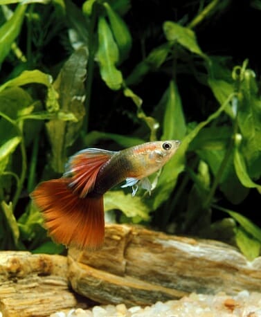 How to Care for a Guppy Fish: Your Ultimate Guide