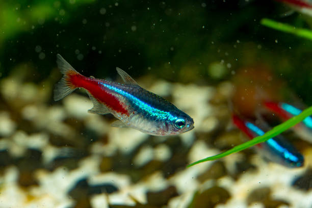 Why Do My Neon Tetras Have White Spots: Causes, Treatment & Prevention