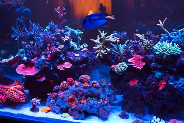 Can You Use Pool Filter Sand in an Aquarium