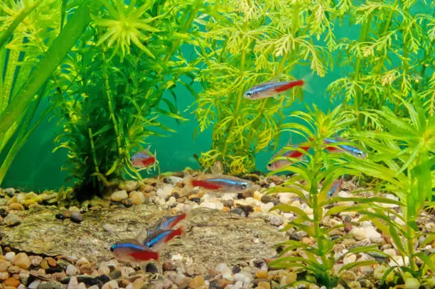 Why Is My Neon Tetra Swollen: Causes, Treatment & Prevention