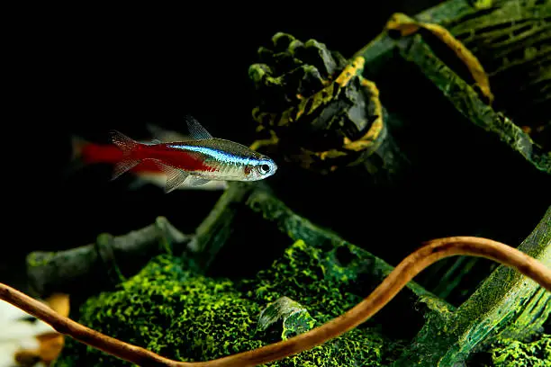 Can Neon Tetra Live With Betta Fish: The Whys and Hows