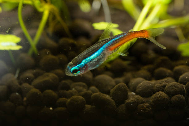 Are Neon Tetras Tropical Fish: Create a Tropical Aquarium