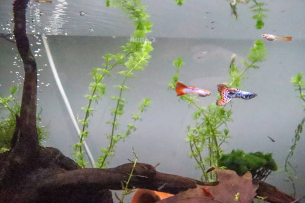 How Does Guppy Reproduce: Your Ultimate Guide