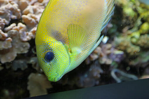 How Big Do Oscar Fish Get: Size and Factors
