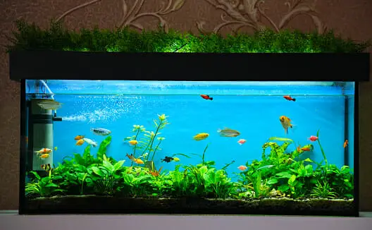 How to Keep Aquarium Plants From Floating