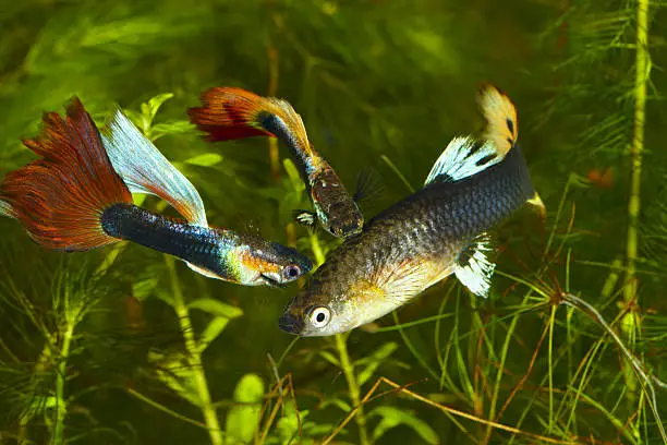 Do Guppy Fish Sleep: Interesting Facts That You Need to Know