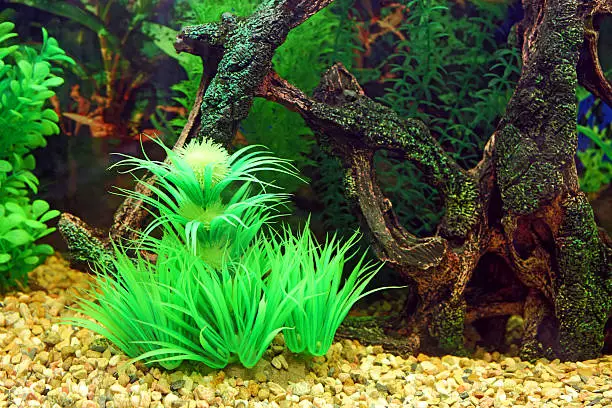 Will Aquarium Plants Grow in Sand: Top 19 Plants That Do