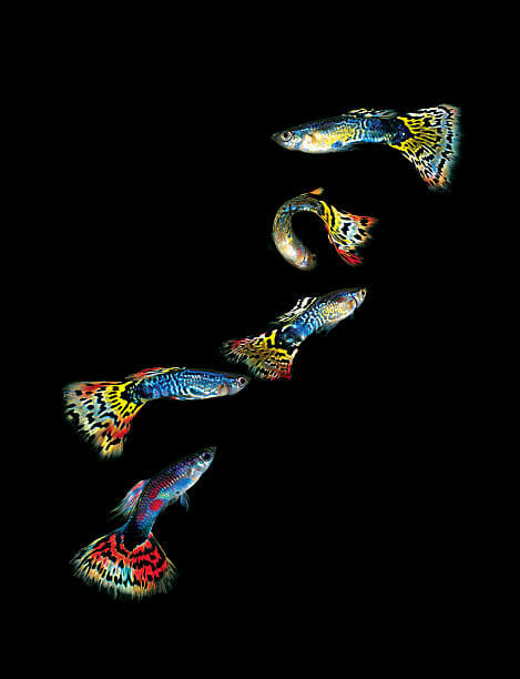 How Long Does Guppy Fish Live: Factors to Consider