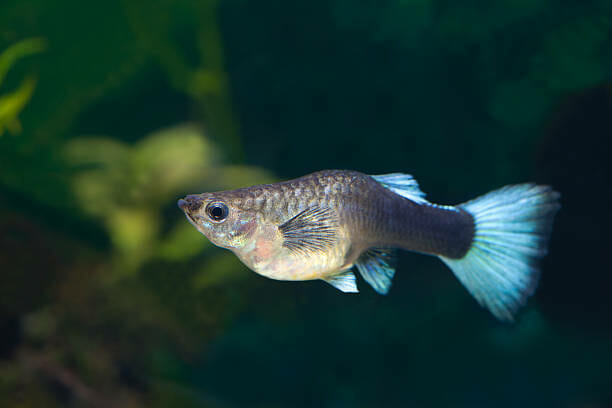 How Long Are Guppy Fish Pregnant for: The Ultimate Guide
