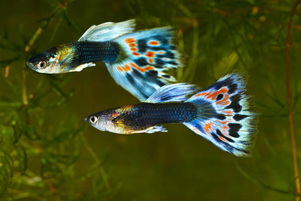 Are Guppy Fish Tropical: Everything You Need to Know