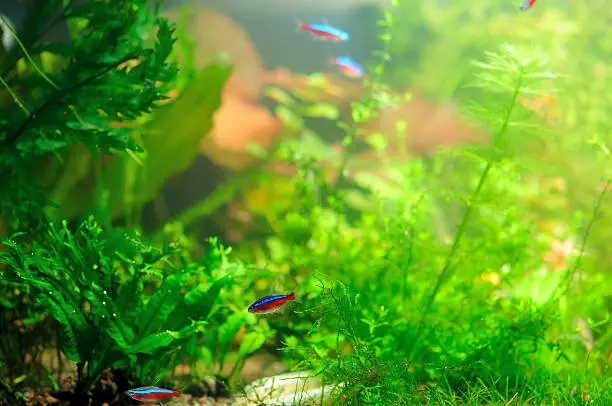 Why Are My Neon Tetras Fighting: Reasons & Solutions - HomeTanks
