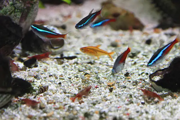 Are Neon Tetras Freshwater Fish: Your Ultimate Guide