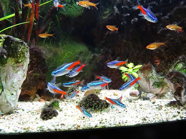 Can Neon Tetras Eat Betta Food: Do's and Don'ts - HomeTanks