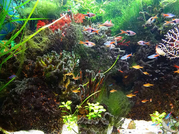 Can Neon Tetras and Guppies Live Together?