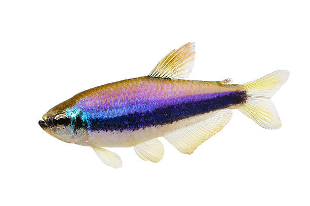 Purple Neon Tetra: Everything That You Need to Know