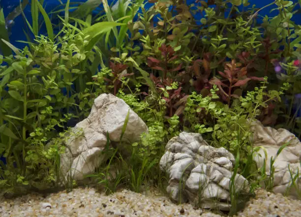 How to Clean Planted Aquarium Substrate
