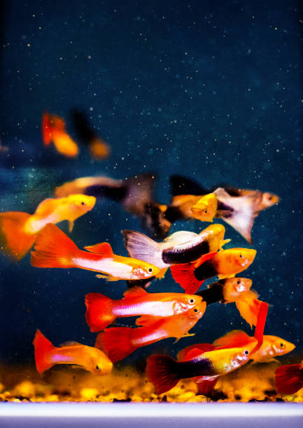 Do Goldfish Eat Guppies: Things You Should Know