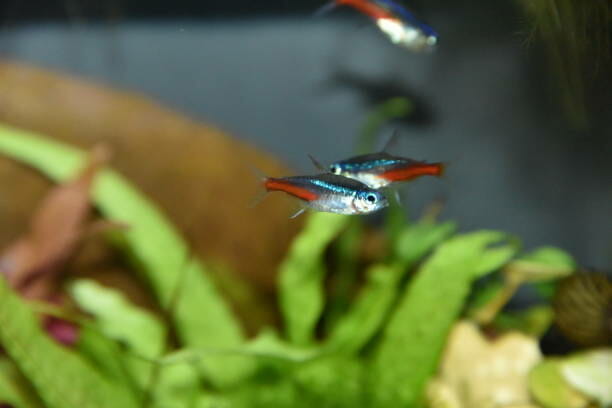 Do Neon Tetras Glow in the Dark: Truth and Facts