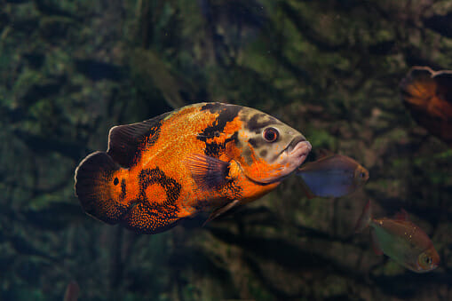 What Is the Tank Size for Oscar Fish