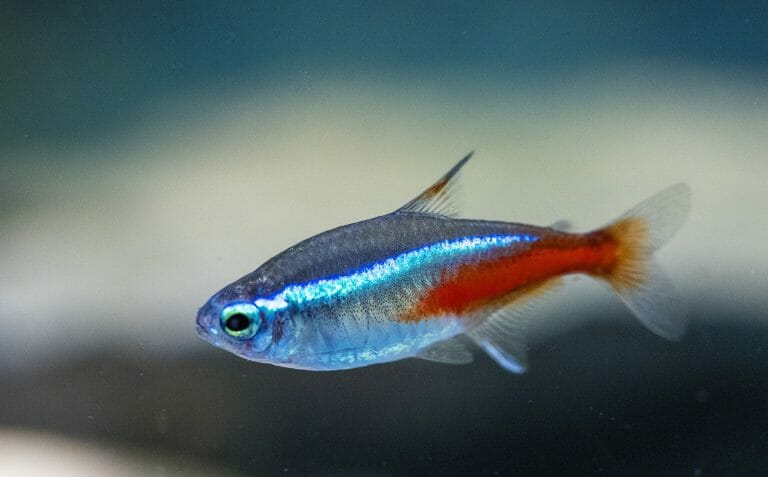What Does Neon Tetra Eat: Quantity and Frequency