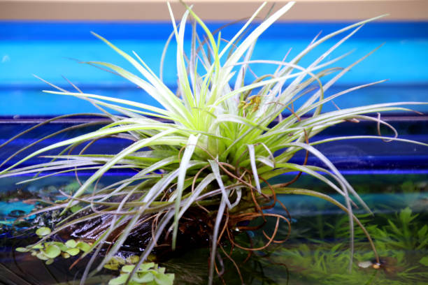 Can Money Plant Grow in an Aquarium: Steps and Tips