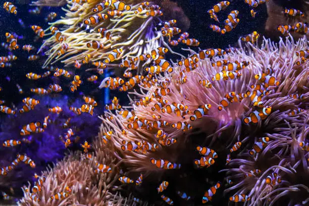 Where Do Clownfishes Live: Basic Information in the Wild