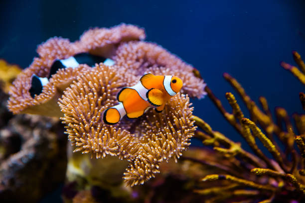 Best Coral for Clownfish: 7 Most Compatible Corals for Your Clownfish