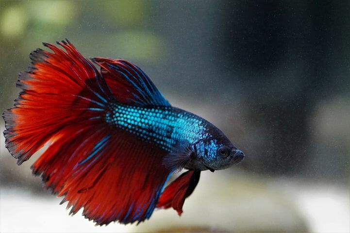 How Often Should Betta Fish Be Fed: Frequency & Recommendations