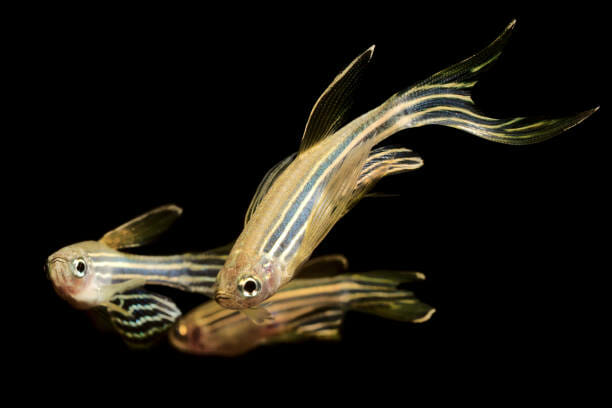 Can Zebra Danios Live With Goldfish: Main Requirements
