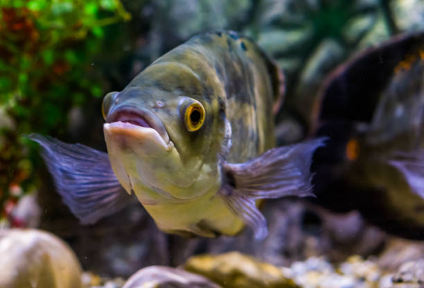 Why Do Oscar Fish Get Hole in the Head: Causes, Treatment & Prevention